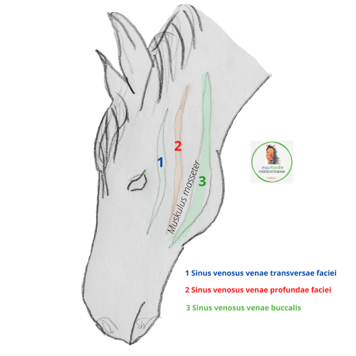equifoodle sinuses pferd